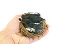 Baby birds in the nest. Royalty Free Stock Photo