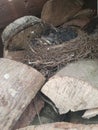 Baby Birds Nest Royalty Free Stock Photo
