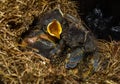 Baby birds Royalty Free Stock Photo