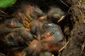 Baby birds in the nest birds and mistle thrushes. Thrushes