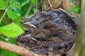 Baby birds in the nest birds and mistle thrushes. Thrushes