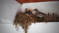 Baby birds in nest, mother bird feeding, animal photography