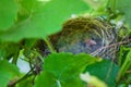 Baby birds in nest Royalty Free Stock Photo
