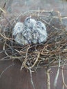 Baby birds nest pekanbaru Indonesia Royalty Free Stock Photo