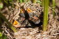 Baby birds in nest Royalty Free Stock Photo