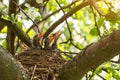 Baby birds in a nest on a tree branch close up in spring in sunlight Royalty Free Stock Photo