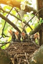 Baby birds in a nest on a tree branch close up in spring in sunlight Royalty Free Stock Photo