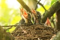 Baby birds in a nest on a tree branch close up in sunlight