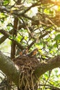 Baby birds in a nest on a tree branch in spring in sunlight Royalty Free Stock Photo