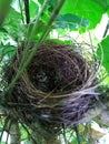 Baby birds nest on a tree Closeup shot  1 Royalty Free Stock Photo