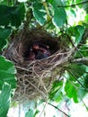 Baby birds nest on a tree Closeup shot  3 Royalty Free Stock Photo