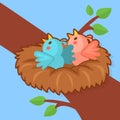 Baby birds in the nest Royalty Free Stock Photo