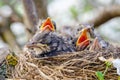 Baby birds with orange beak sitting in their nest and waiting for a feeding. Young birds in wildlife concept Royalty Free Stock Photo