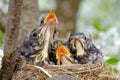 Baby birds with orange beak sitting in their nest and waiting for a feeding. Young birds in wildlife concept Royalty Free Stock Photo