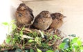 Baby birds ready to fly from nest Royalty Free Stock Photo