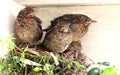 Baby birds ready to fly from nest Royalty Free Stock Photo