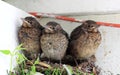 Baby birds ready to fly from nest Royalty Free Stock Photo