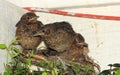 Baby birds ready to fly from nest Royalty Free Stock Photo