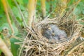 Baby Birds Snuggled Up in Nest Royalty Free Stock Photo