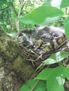 Baby birds in their nest Royalty Free Stock Photo