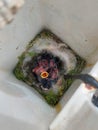 Baby birds waiting for mum to get food Royalty Free Stock Photo