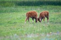 Baby bison butt heads while playing in a grassy meadow in Yellowstone National Park Royalty Free Stock Photo