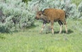 A baby Bison calf follows after mom. Royalty Free Stock Photo