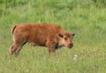 Baby Bison Leans Down to Eat Piece of Grass