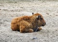 Baby bison sits on the ground Royalty Free Stock Photo