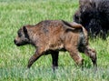 A Baby Bison #1