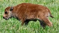 A Baby Bison #3