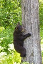 Baby black bear cub Royalty Free Stock Photo