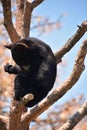 Baby Black Bear Cub Sitting on a Branch in a Tree Royalty Free Stock Photo