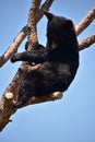 Baby Black Bear Cub Sitting on a Tree Limb Royalty Free Stock Photo