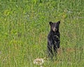 A baby Black Bear Cub stands up in a field of grass. Royalty Free Stock Photo