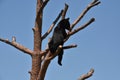 Baby Black Bear Cub on a Tree Limb