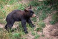 Baby black bear playing in the tree Royalty Free Stock Photo