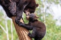 Baby black bear playing in the tree Royalty Free Stock Photo