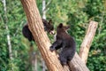 Baby black bear playing in the tree Royalty Free Stock Photo