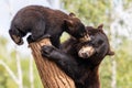 Baby black bear playing in the tree Royalty Free Stock Photo