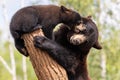 Baby black bear playing in the tree Royalty Free Stock Photo