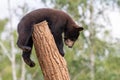 Baby black bear playing in the tree Royalty Free Stock Photo