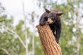 Baby black bear playing in the tree Royalty Free Stock Photo