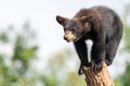 Baby black bear playing in the tree Royalty Free Stock Photo