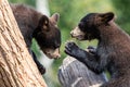 Baby black bear playing in the tree Royalty Free Stock Photo