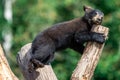 Baby black bear playing in the tree Royalty Free Stock Photo
