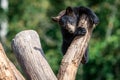 Baby black bear playing in the tree Royalty Free Stock Photo