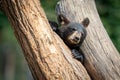 Baby black bear playing in the tree Royalty Free Stock Photo