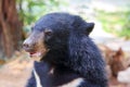 Baby black bear portrait Royalty Free Stock Photo