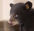 Baby Black Bear Profile Royalty Free Stock Photo